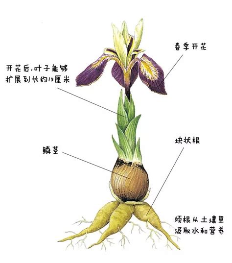 球莖植物有哪些